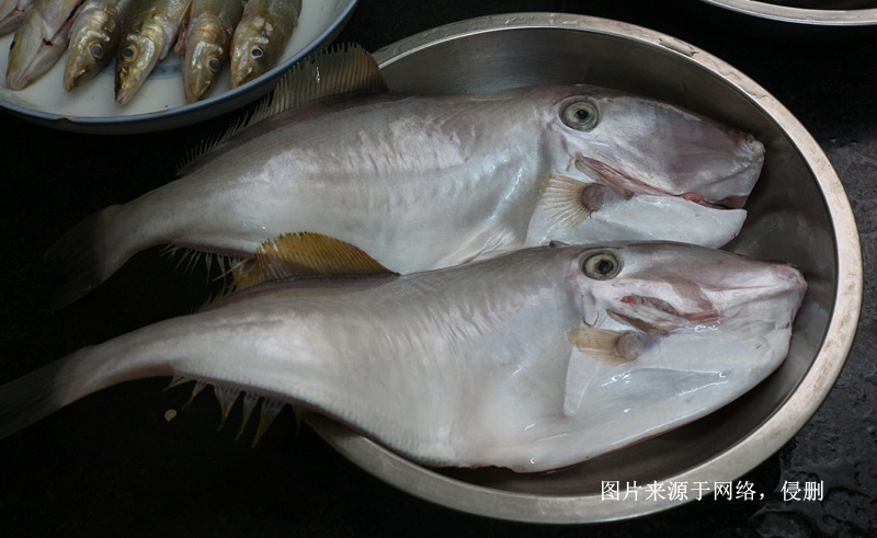 馬來西亞冷凍魚進口報關(guān)費用到廣州南沙海運案例