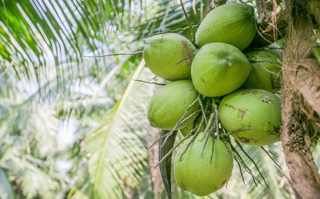 泰國椰青進(jìn)口報(bào)關(guān)